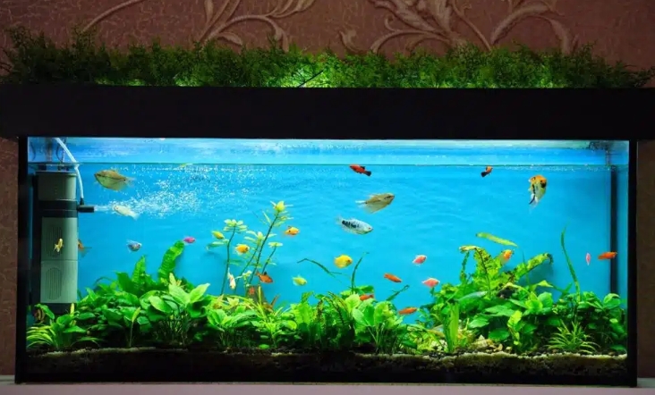 夢見水族館的多種含義和象徵