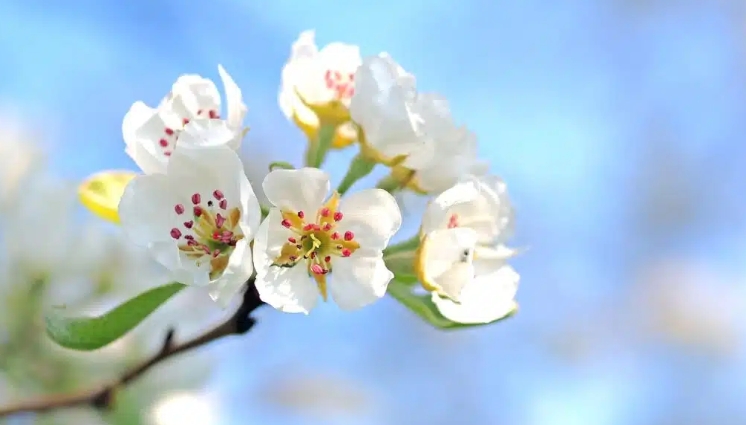 夢見蘋果花的多種含義和象徵
