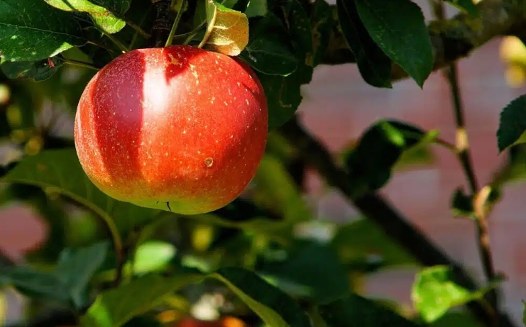 夢見蘋果樹的多種含義和象徵