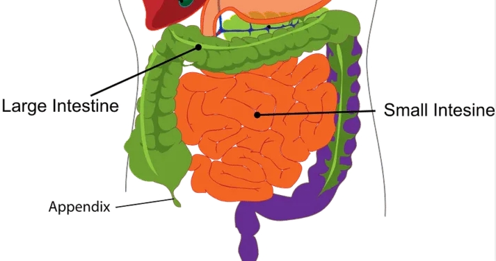 夢見肛門的多種含義和象徵