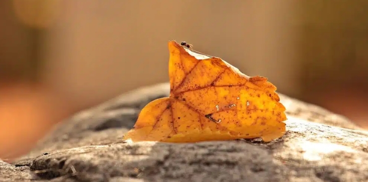 夢見螞蟻的多種含義和象徵