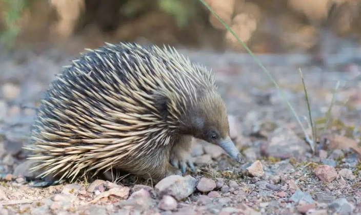 夢見食蟻獸的多種含義和象徵