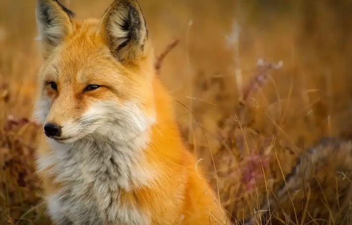 夢見動物的多種含義和象徵