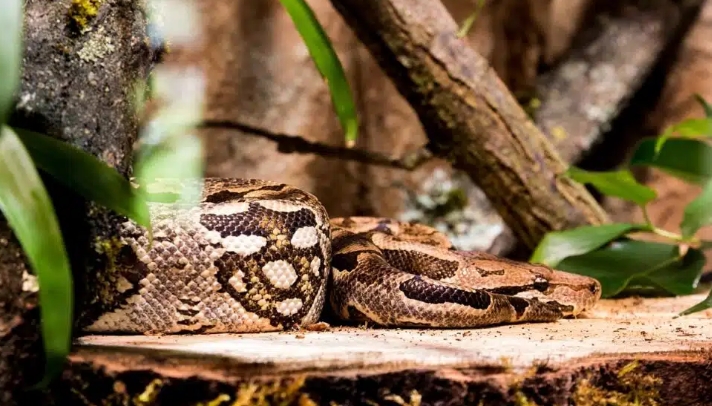 夢見蟒蛇的多種含義和象徵