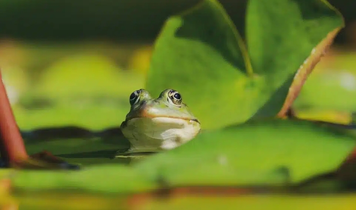 夢見兩棲動物的多種含義和象徵