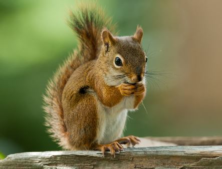 16個夢見松鼠的含義 #解夢大全 #解夢查詢 #周公解夢大全