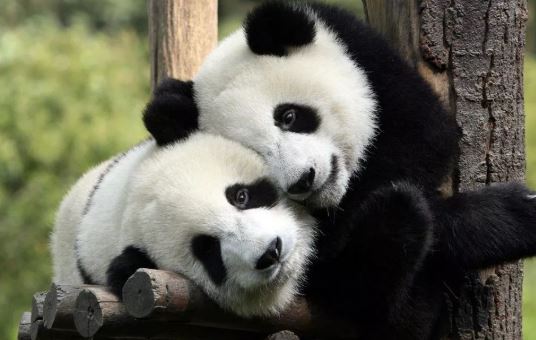 17個夢見熊貓的含義 #解夢大全 #解夢查詢 #周公解夢大全