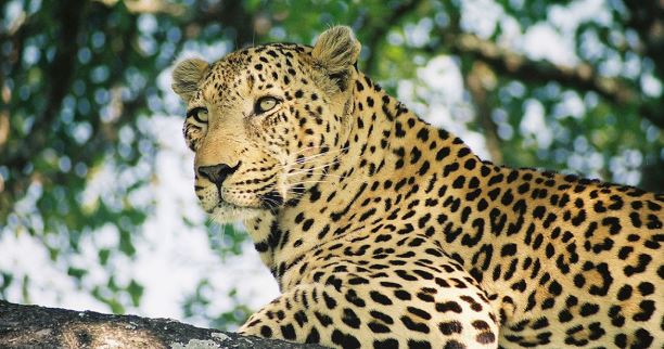 12 個夢見豹子的含義 #解夢大全 #解夢查詢 #周公解夢大全