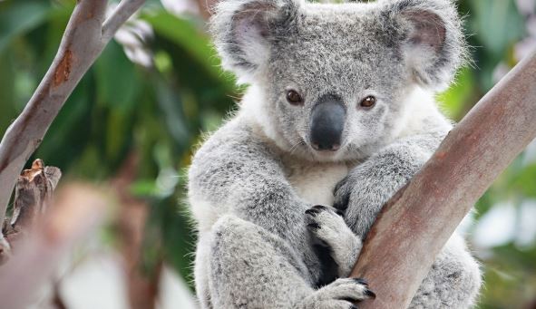 10個夢見無尾熊的含義 #解夢大全 #解夢查詢 #周公解夢大全