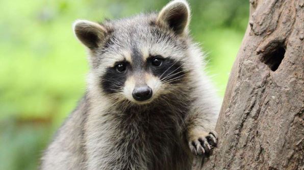 14個夢見浣熊的含義 #解夢大全 #解夢查詢 #周公解夢大全