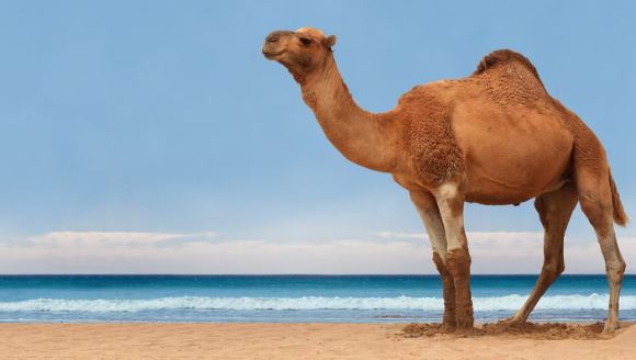 16個夢見駱駝的含義 #解夢大全 #解夢查詢 #周公解夢大全